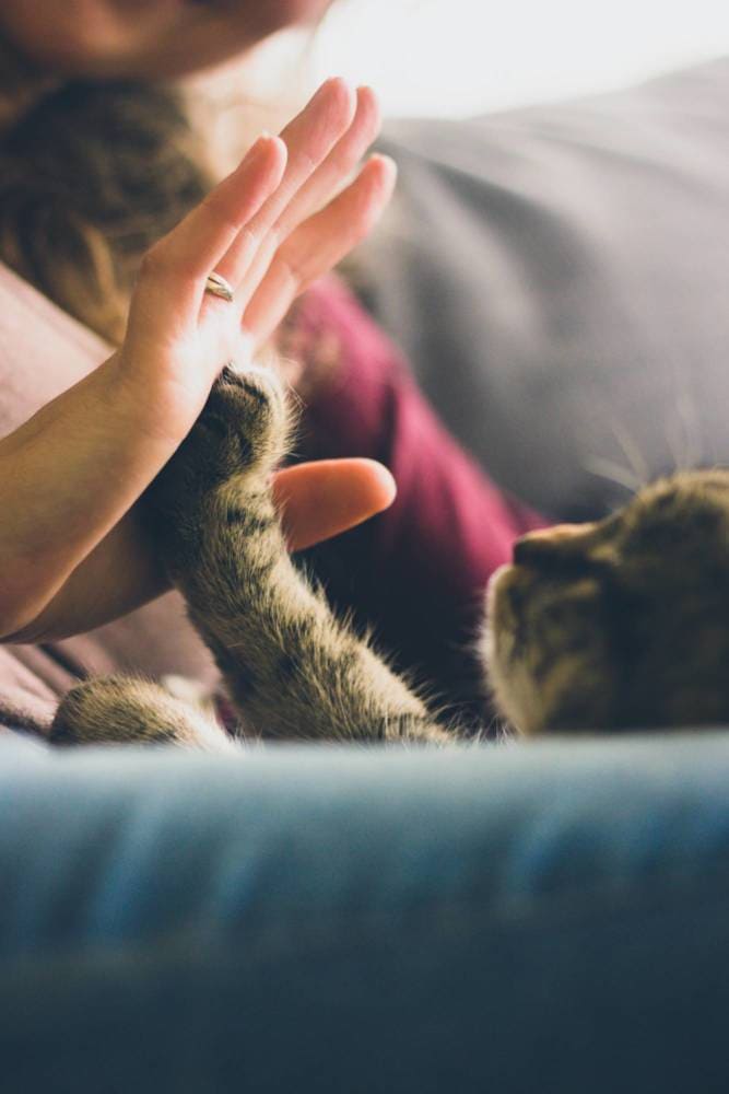 pet insurance cat