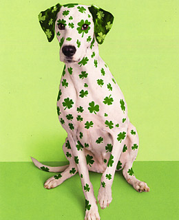 St Pats Dogs